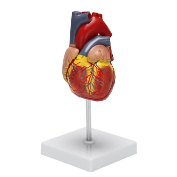 1: 1 לב אנושי מודל, מבחינה אנטומית מדויקת הלב מודל גודל חיים שלד אנושי אנטומיה מדע בכיתה ללמוד תצוגה T