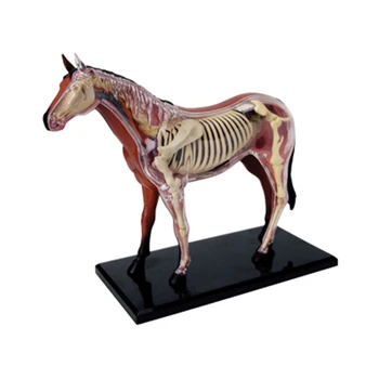 חיות מודל האנטומיה 4D סוס מודיעין הרכבת צעצוע מלמד מודל האנטומיה של DIY מכשירי חשמל